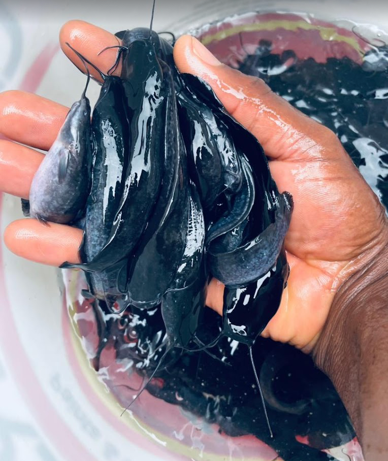 Géniteurs de clarias Aquafarm Cameroun