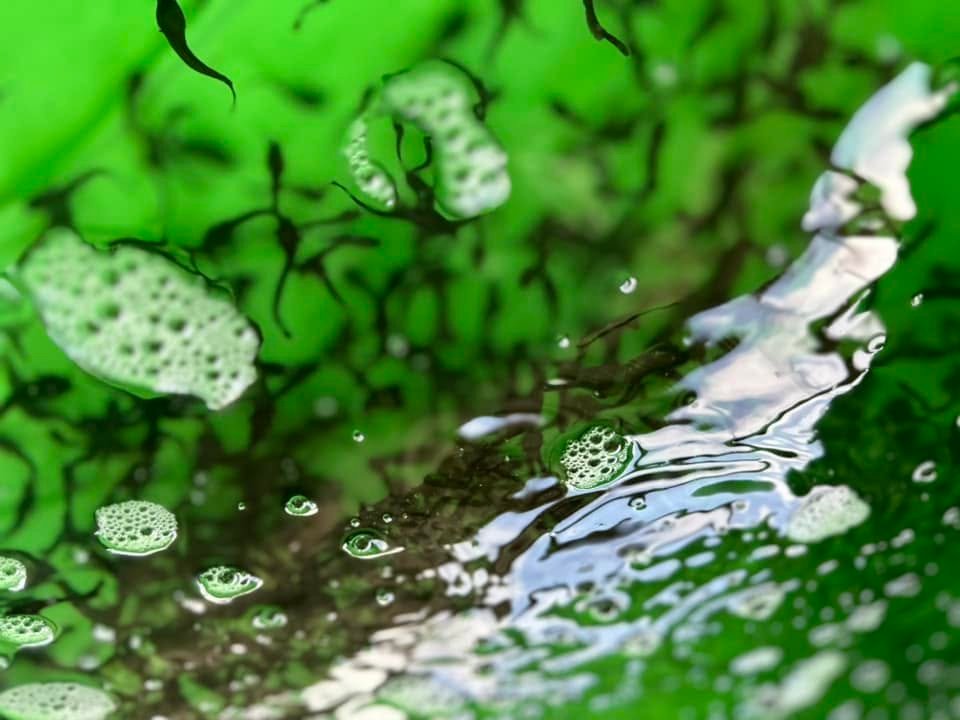 Bassin Aquafarm — surface de l'eau